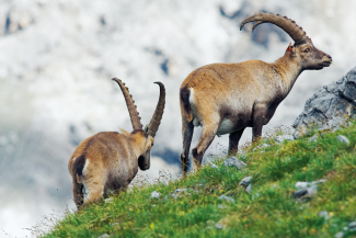 Steinbock Steinbock