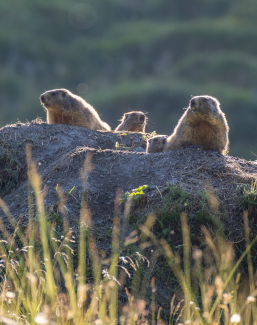 bloggermagazin-alpine-safari-murmeli-copyright-mel-weber-hochformat.png Murmeltiere