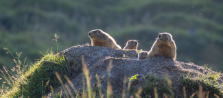 bloggermagazin-alpine-safari-murmeli-copyright-mel-weber-extremes-querformat.png Murmeltiere