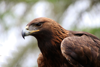 Steinadler (Bildquelle: pixabay.com) Steinadler