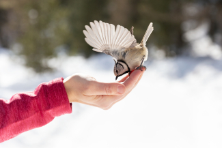 Meise frisst Thalia Wünsche aus der Hand (Foto: © Thalia Wünsche) Meise frisst Thalia Wünsche aus der Hand