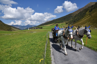 Kutscher Jürg Marugg bringt mit seinen Pferden Amigo und Idefix Gäste ins Sertig (Foto: © Jano Felice Pajarola) Kutscher Jürg Marugg bringt mit seinen Pferden Amigo und Idefix Gäste ins Sertig (Foto: © Jano Felice Pajarola)