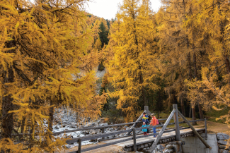 Der Schweizerische Nationalpark im goldenen Kleid (Foto: © Nico Schaerer) Eine Familie wandert im Herbst durch einen Bergwald mit gelb gefärbten Lärchen im Schweizerischen Nationalpark