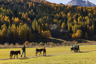 Trekking con gli asini intorno a Fuldera (Foto: © Nico Schaerer) Trekking con gli asini intorno a Fuldera