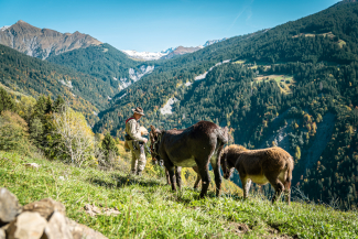 Trittsicher und gelassen – Esel sind ideale Begleiter für ein entschleunigtes Naturerlebnis (Foto: Schweiz Tourismus / André Meier) Mann mit drei Eseln beim Eseltrekking in der Berglandschaft von Graubünden