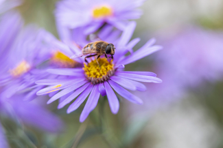 Einblicke in die faszinierende Welt der Insekten – im Schaugarten Don Bosco (Fotoquelle: Verein Parc Ela) Ein Insekt sitzt auf einer Blume im Insekten-Schaugarten Don Bosco im Parc Ela