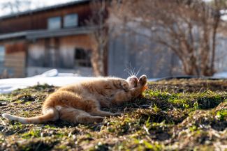 Katze auf einer grünen Wiese am entspannen