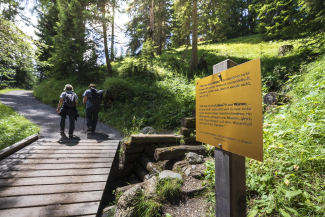 Wanderung auf dem Thomas-Mann-Weg in Davos Klosters (Foto: © GRF, Marco Hartmann) Zwei Wandernde gehen auf einem Waldweg in Davos Klosters vorbei an einer Infotafel mit Zitat von Thomas Mann.