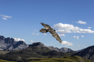 Bartgeier im Schweizerischen Nationalpark (Foto: © Engadin St. Moritz Tourismus / Andrea Badrutt) Bartgeier im Schweizerischen Nationalpark (Foto: © Engadin St. Moritz Tourismus / Andrea Badrutt)