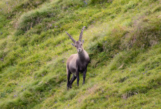 Steinbock der Safien-Rheinwald-Kolonie (© Mel Weber) Steinbock der Safien-Rheinwald-Kolonie (© Mel Weber)
