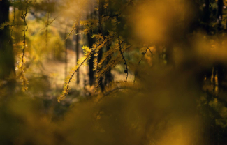 Goldene Lärchen im Engadin (© Graubünden Ferien, Marco Hartmann) Goldene Lärchen im Engadin (© Graubünden Ferien, Marco Hartmann)
