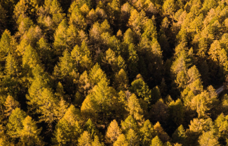Goldene Lärchen im Engadin – herbstliches Farbspiel aus der Vogelperspektive (Foto: © Marco Hartmann) Goldgelb verfärbte Lärchen im Engadin aus der Vogelperspektive