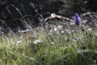 Blumenwiese in der Val Medel