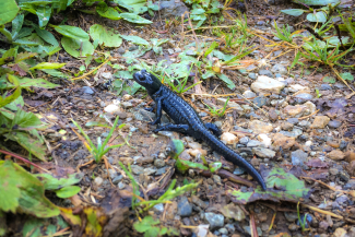 Bergsalamander Bergsalamander