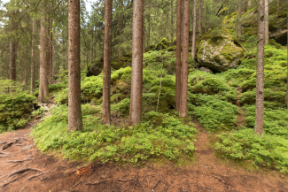 Magic Woods Magic Woods