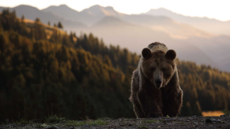 Braunbär Meimo im Arosa Bärenland (Foto: © Stiftung Arosa Bären / VIER PFOTEN) Braunbär Meimo im Arosa Bärenland (Foto: © Stiftung Arosa Bären / VIER PFOTEN)