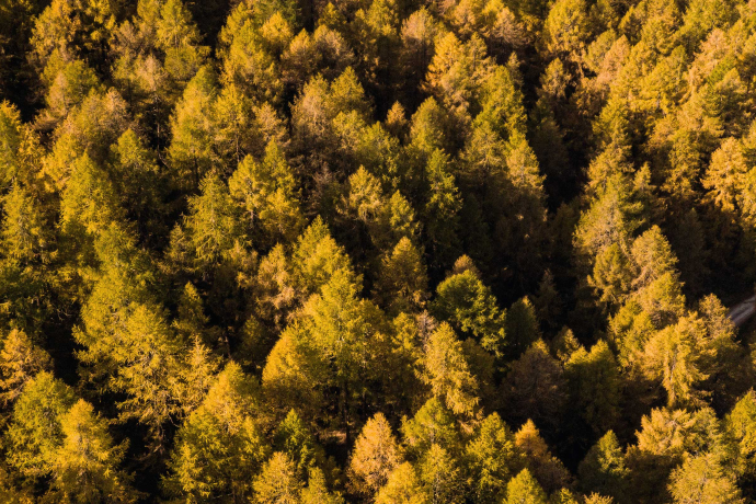 Goldgelb verfärbte Lärchen im Engadin aus der Vogelperspektive