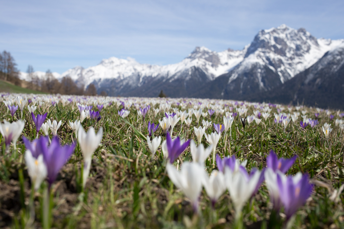 Krokusse im Unterengadin (Foto: © Dominik Täuber, Scuol) Krokusse im Unterengadin