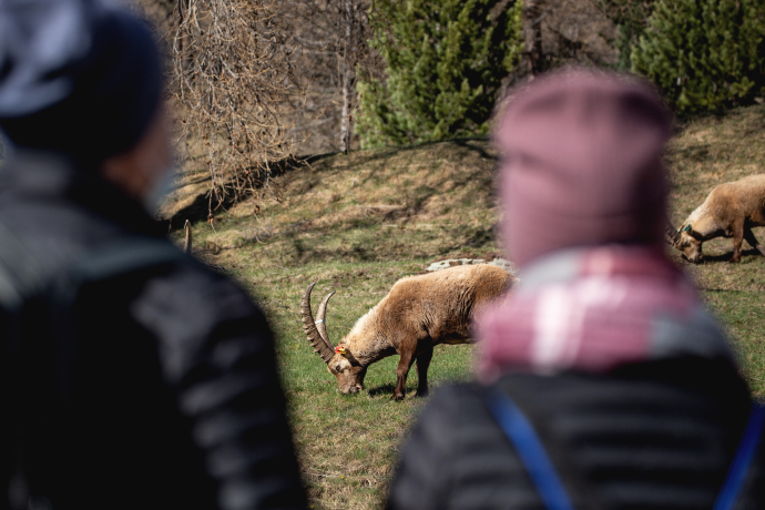 Menschen beobachten Steinböcke in Pontresina Menschen beobachten Steinböcke in Pontresina