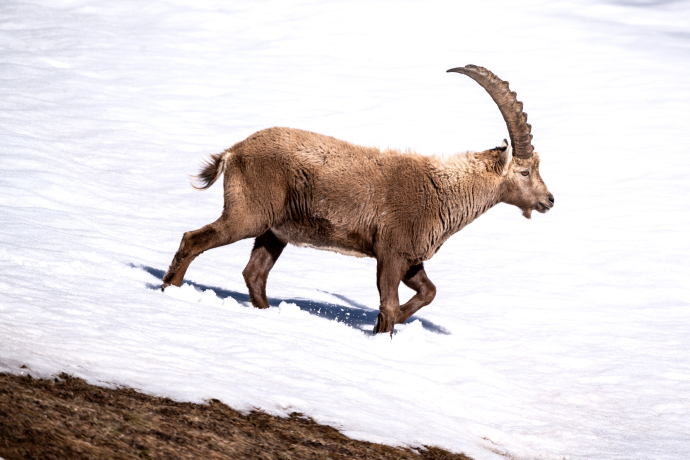 Steinwild in Pontresina Steinwild in Pontresina