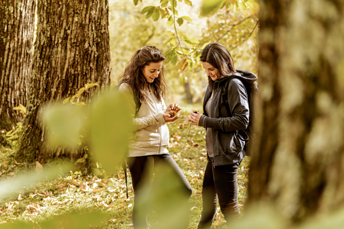 Auf der Suche nach Kastanien