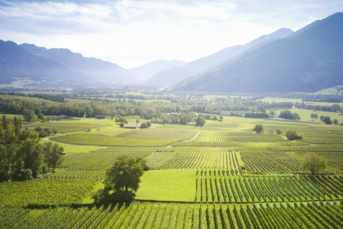 Wine tour in the Bündner Herrschaft (Photo: © Stefan Schlumpf) Wine tour in the Bündner Herrschaft