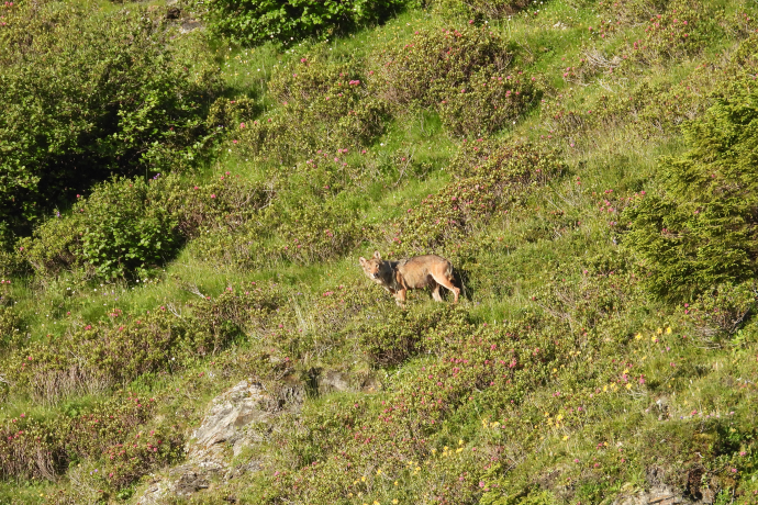 Foto: Amt für Jagd und Fischerei Graubünden Wolf in Graubünden