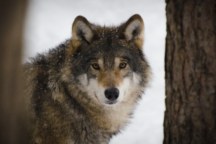 Wolf (Bildquelle: pixabay.com) Wolf