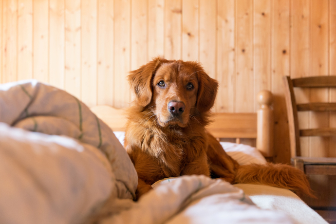 Hund Endor (Foto: © Thalia Wünsche) Hund liegt auf Bett