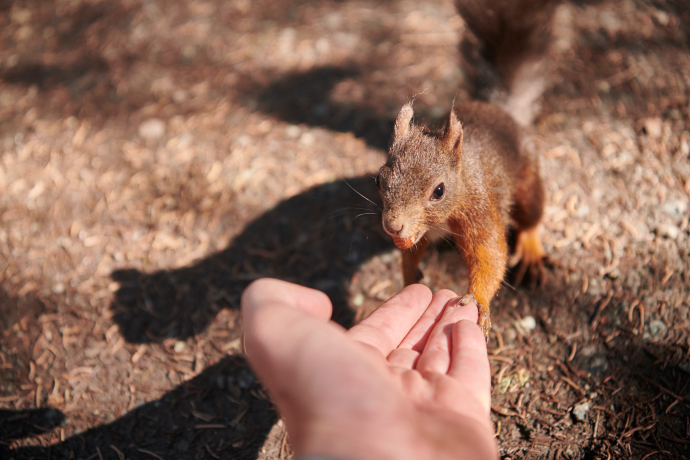 Ein Eichhörnchen frisst eine Haselnuss aus der Hand eines Menschen