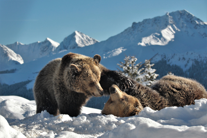 The two brown bears Jamila and Sam play together in the snowy Arosa Bear Sanctuary
