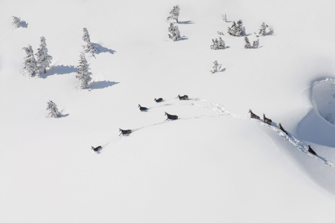 Gämsen (Foto: © natur-freizeit.ch) Gämsen