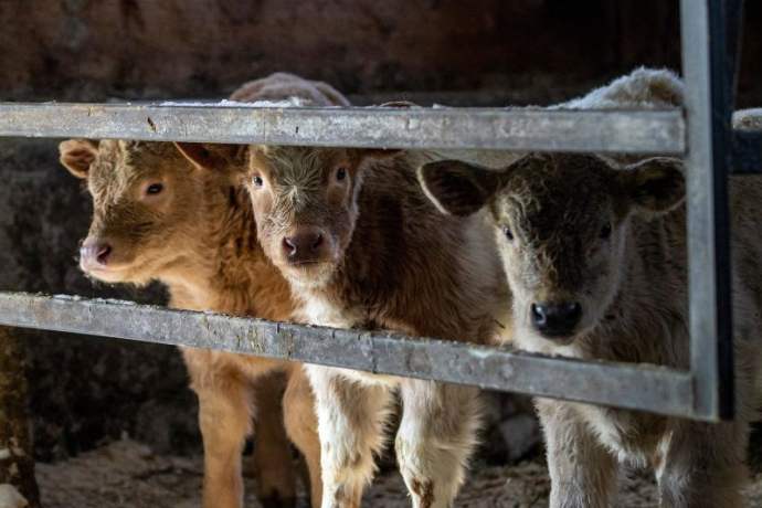 Kälber in einem Stall in Brigels