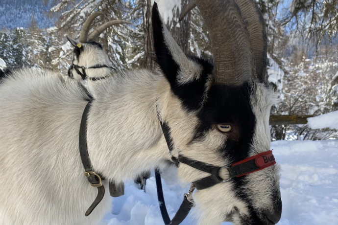 Geisserlebnis in Madulain