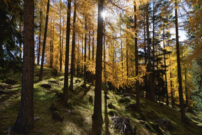 Goldene Lärchen tauchen die herbstliche Val Müstair in warmes Licht (Foto: © Nico Schaerer) Herbstlich goldgelb verfärbte Lärchen in einem Wald der Val Müstair
