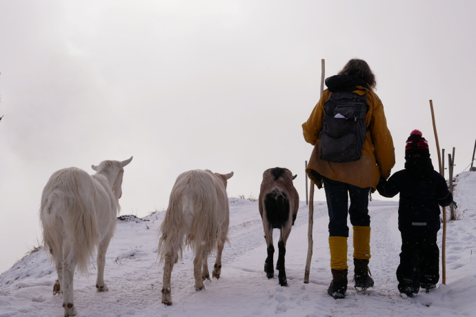 Ziegentrekking in Latsch und Stuls