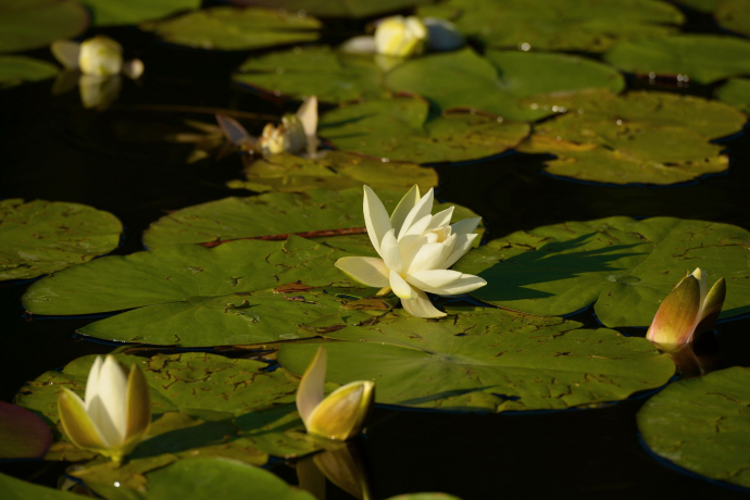 Seerosen im Stelsersee im Prättigau