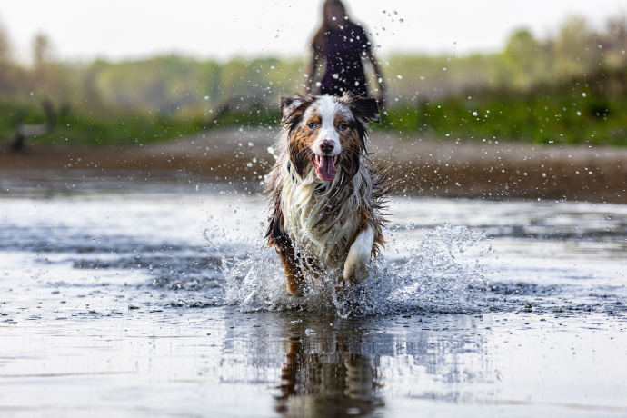 Ein Hund vergnügt sich in einem Badesee