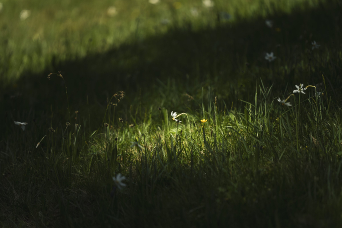 Narzissenfeld in Seewis