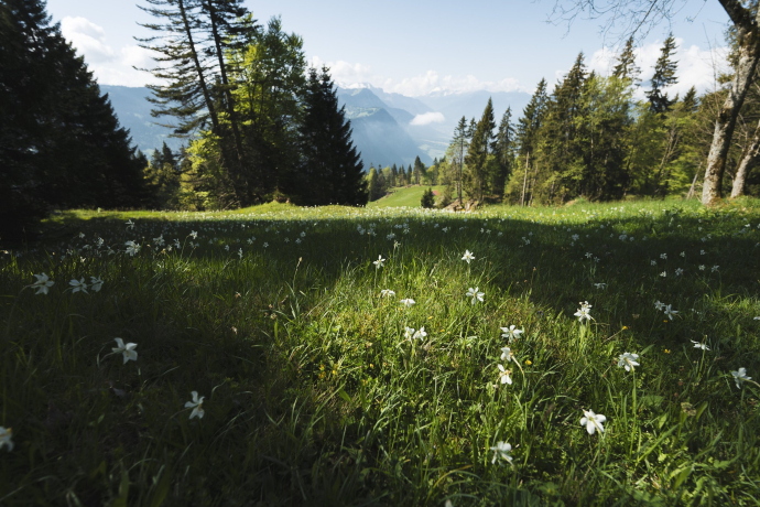 Narzissenfeld in Seewis