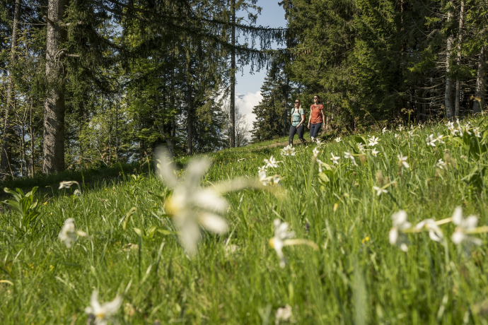 Narzissenweg in Seewis (Foto: © Marco Hartmann) Wander*innen auf dem Narzissen-Rundweg in Seewis