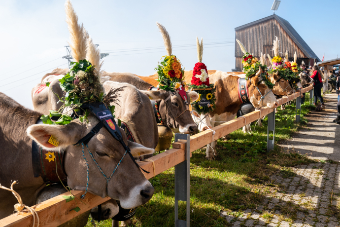 Alpabzug Flimserstein (Foto: © Philipp Ruggli) Alpabzug Flimserstein