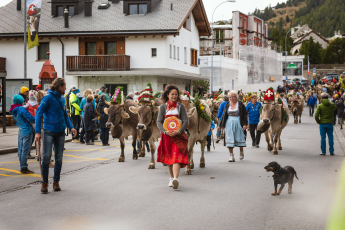 Alpabzug in Celerina (Foto: © Engadin Tourismus AG / Steve Hadorn) Alpabzug in Celerina