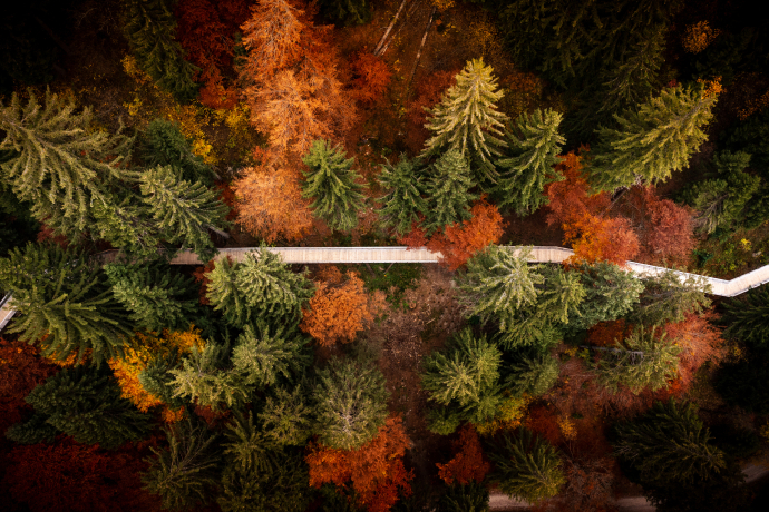 Mit 1,5 Kilometer Länge ist die «Senda dil Dragun» in Laax der längste Baumwipfelpfad der Welt (Foto: © Flims Laax Falera / Philipp Ruggli) Baumwipfelpfad in Laax zwischen herbstlich gefärbten Blättern
