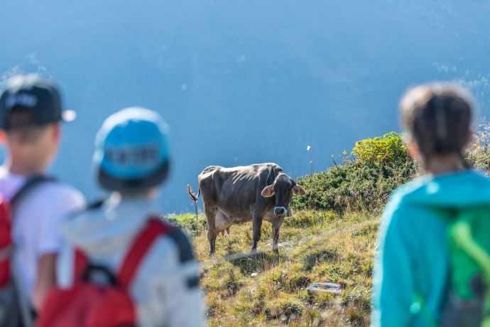 Wichtige Regel bei einer Begegnung mit Mutterkühen: Distanz halten (Foto: © Tourismus Savognin Bivio Albula AG / Mattias Nutt) Drei Kinder beobachten eine Kuh