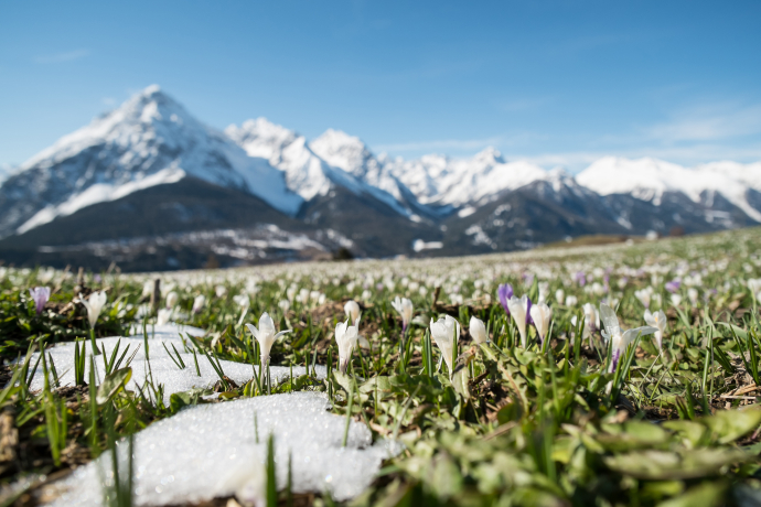 Krokusse auf einer Bergwiese oberhalb von Ftan im Unterengadin