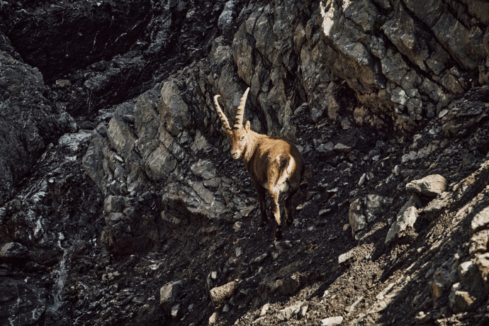 Den faszinierenden Tieren ganz nah: in der Val Trupchun im Schweizerischen Nationalpark (Foto: © Schweiz Tourismus / Colin Frei) Ein Steinbock in der Val Trupchun im Schweizerischen Nationalpark