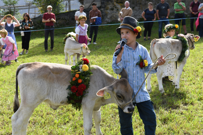 Prättigauer Alp Spektakel 2023 (Foto: © Johannes Bärtsch) Ein Junge führt ein geschmücktes Kälbchen am Prättigauer Alp Spektakel
