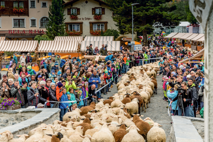 Eine Schafherde wird in Savognin auf einer von Menschen gesäumten Strasse geführt