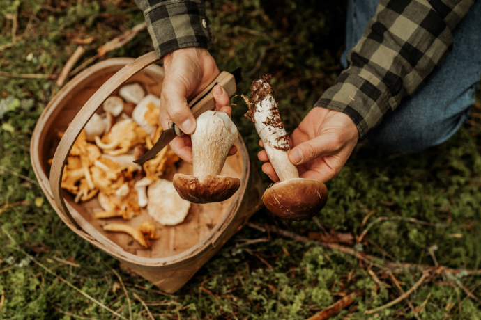 Ein Mann hält über einem Körbchen mit Pfifferlingen zwei Steinpilze in den Händen